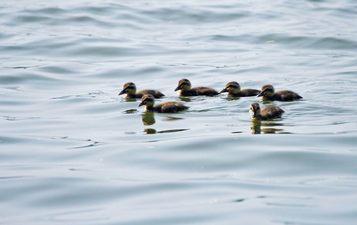 随拍——明湖野鸭