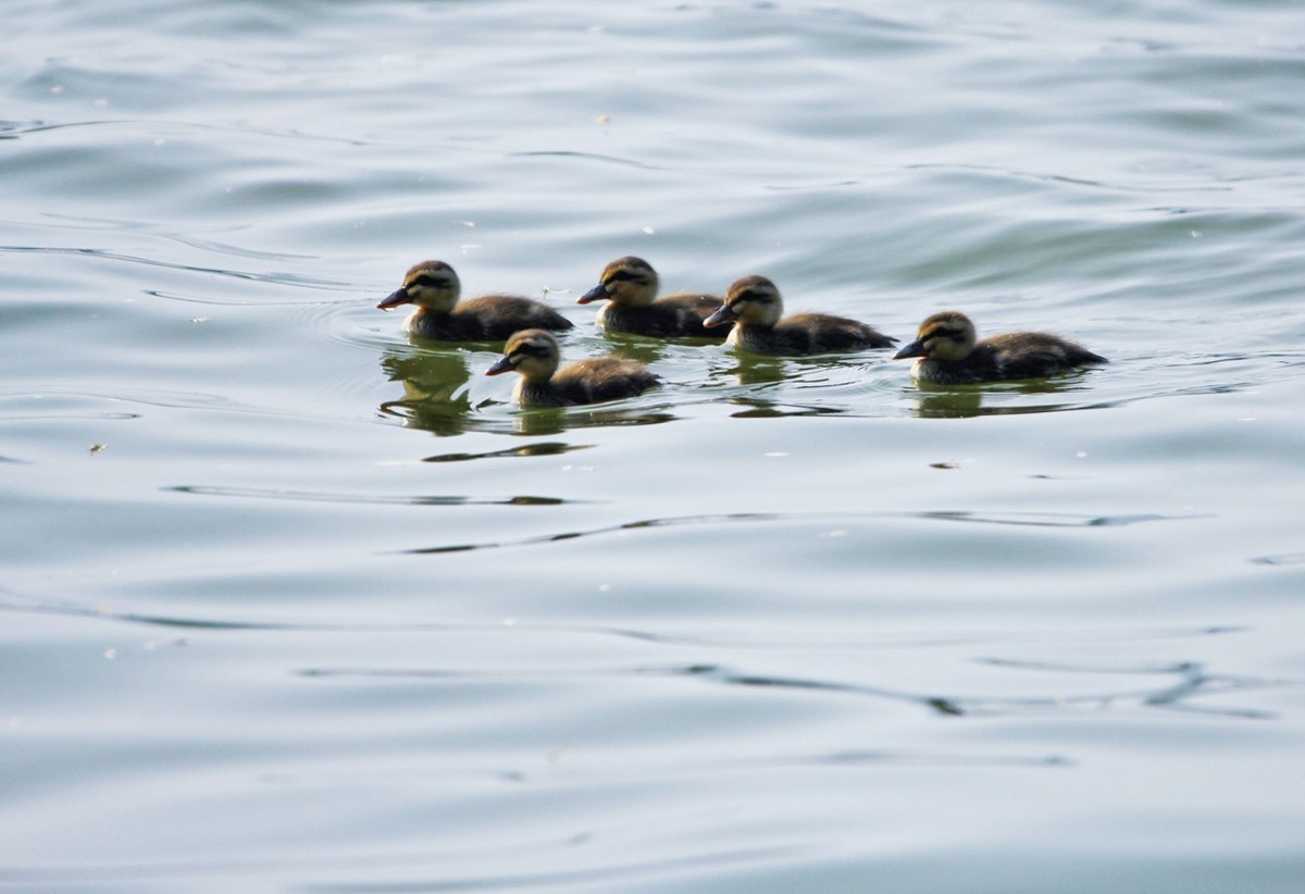 随拍——明湖野鸭