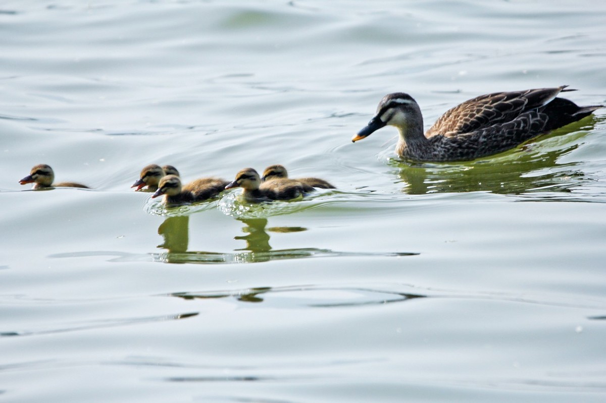 随拍——明湖野鸭