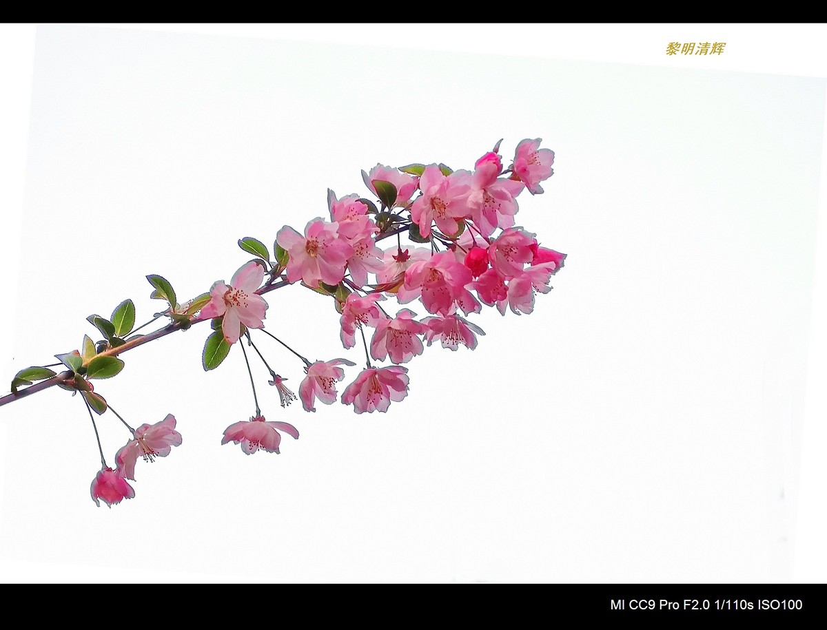 街心花园的海棠—7