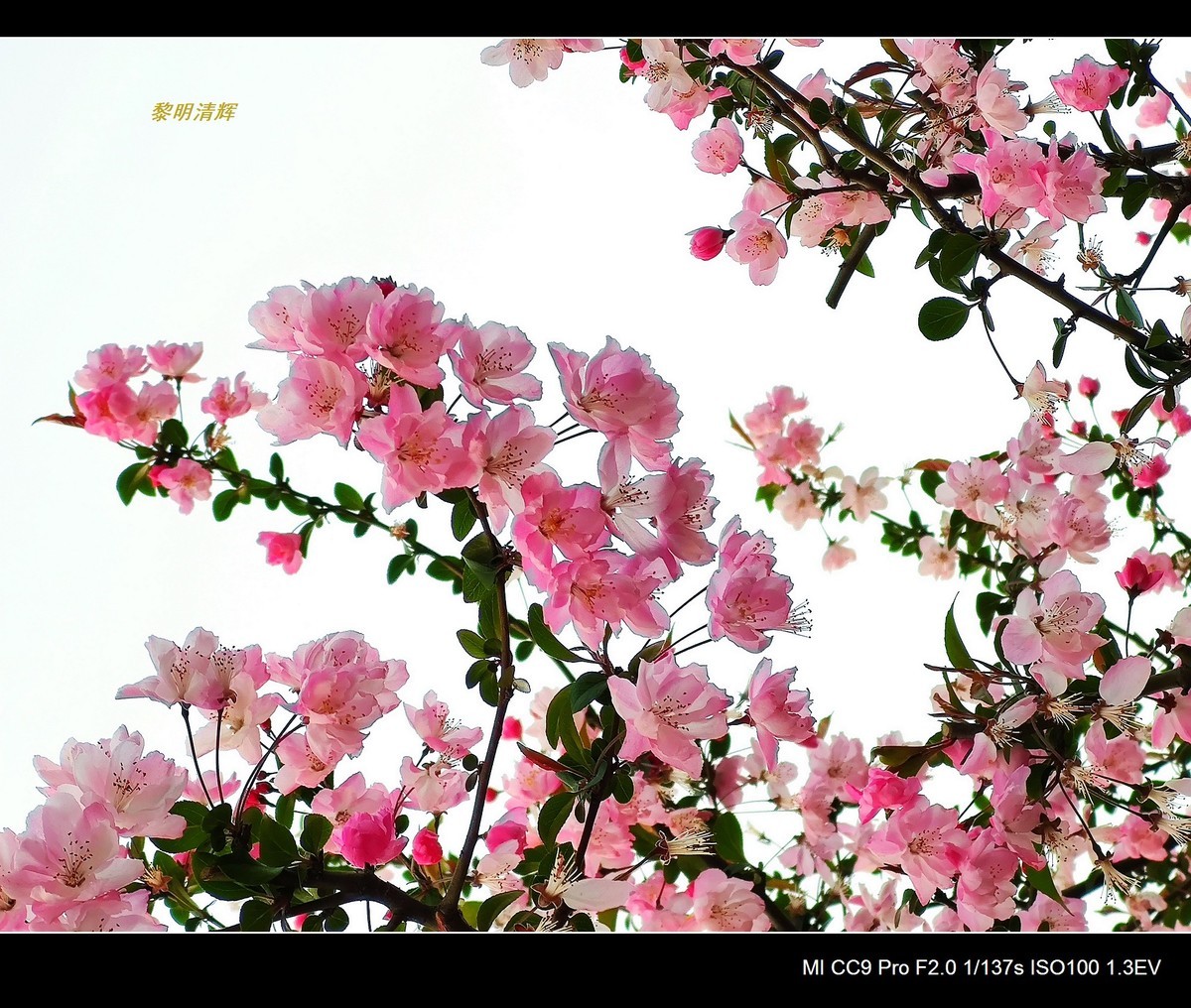 街心花园的海棠—7