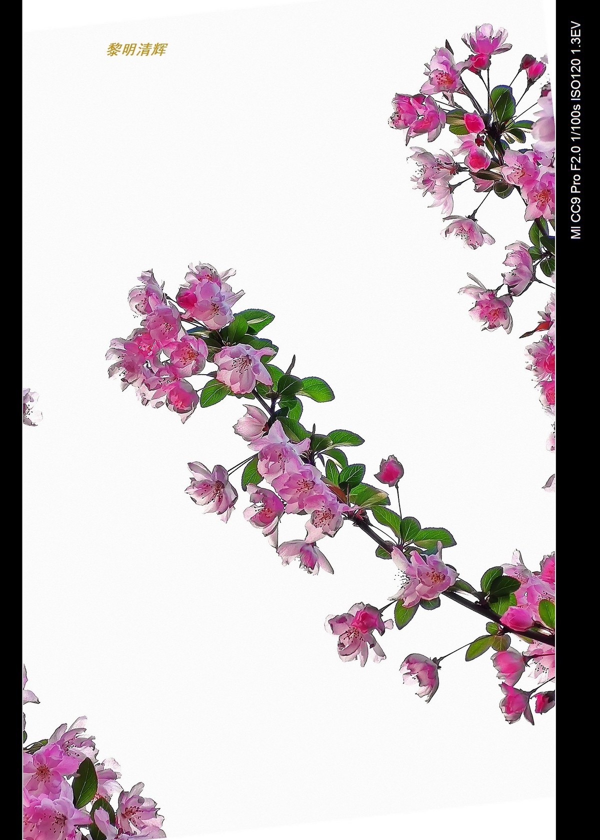 街心花园的海棠—7