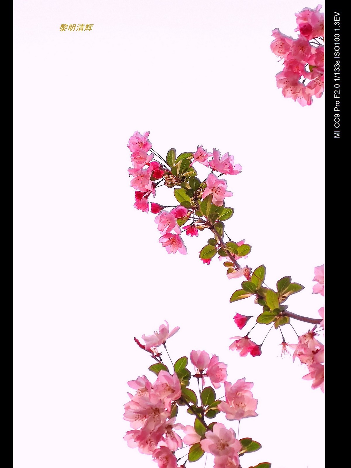 街心花园的海棠—7