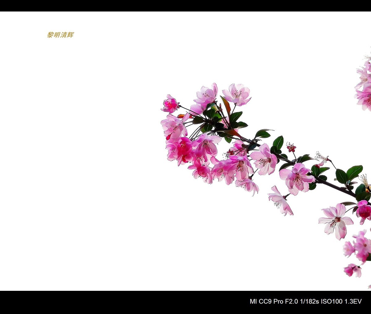 街心花园的海棠—7