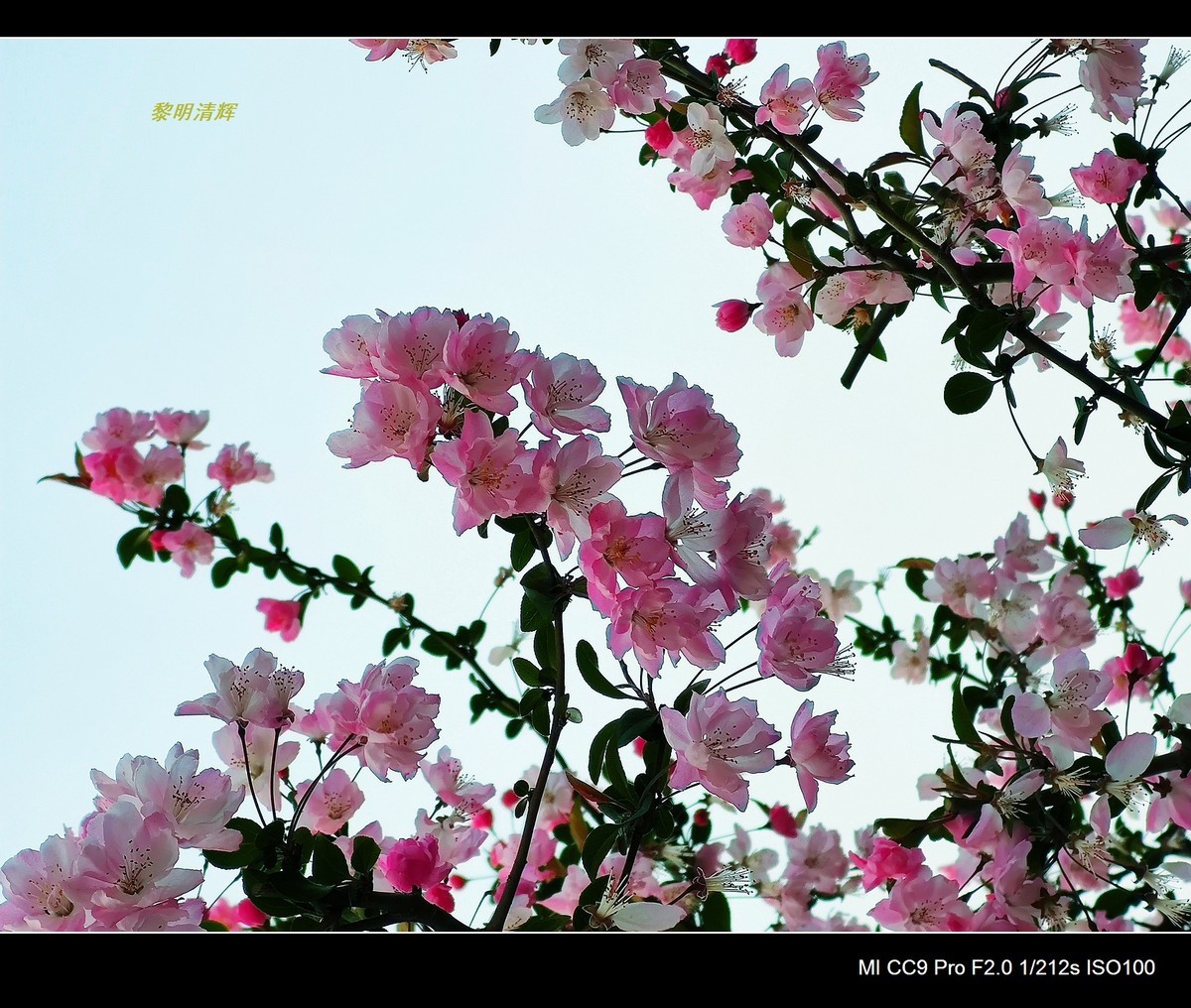 街心花园的海棠—7