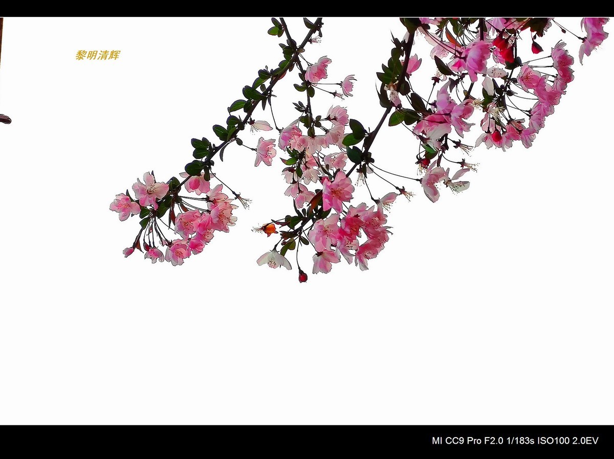 街心花园的海棠—7