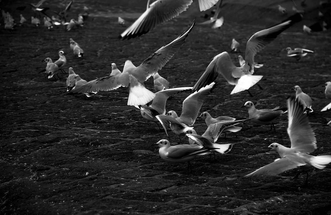 奇想黑白片抓拍扫街《古装美女，风景，花草》