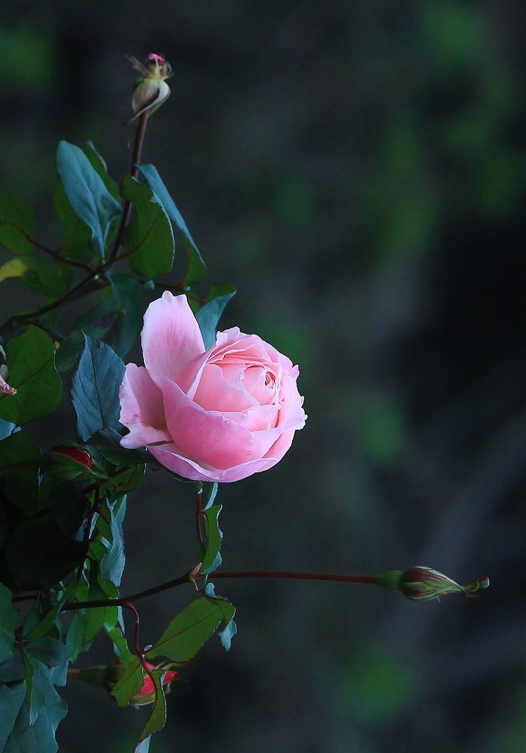 搜索风景图片 花草图片