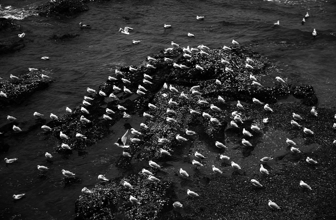 奇想黑白片抓拍扫街《古装美女，风景，花草》