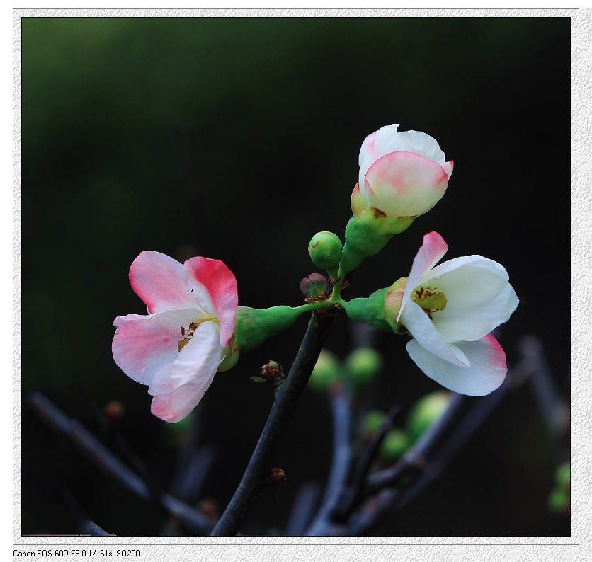奇想黑白片抓拍扫街《古装美女，风景，花草》