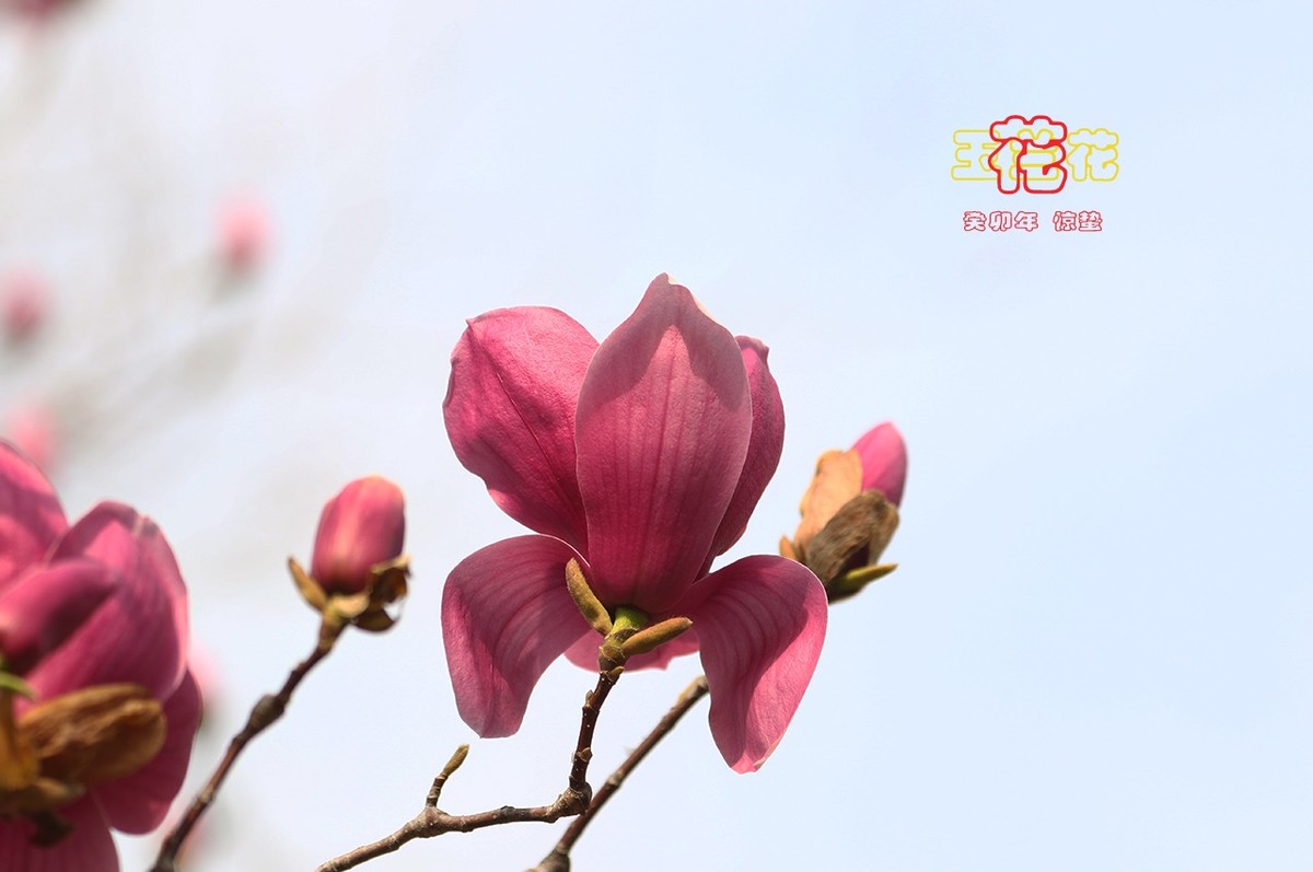 玉兰花 8【2023-0229】