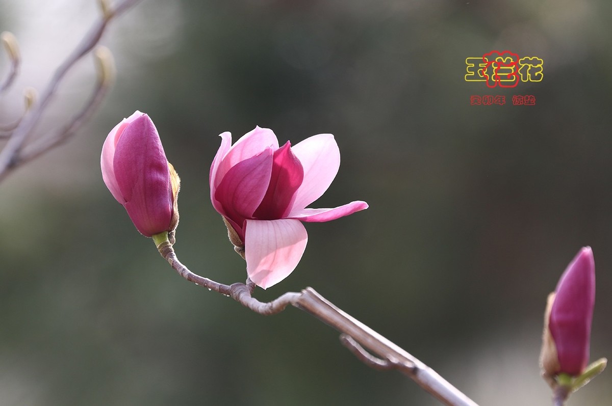 玉兰花 8【2023-0229】