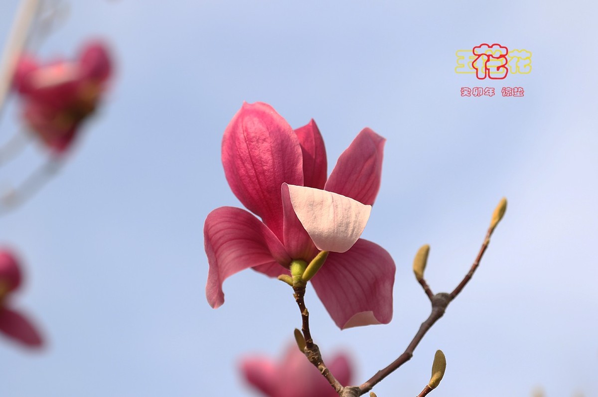 玉兰花 8【2023-0229】