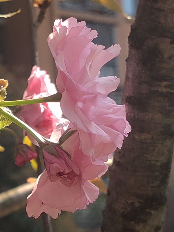 花卉系列【5320】