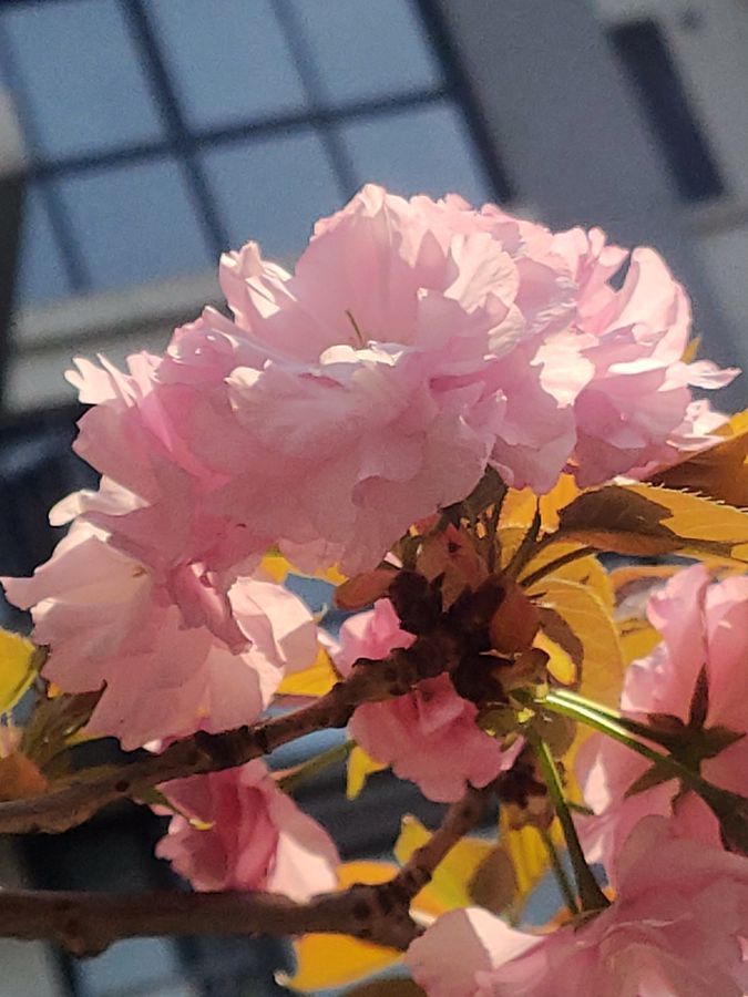 花卉系列【5320】