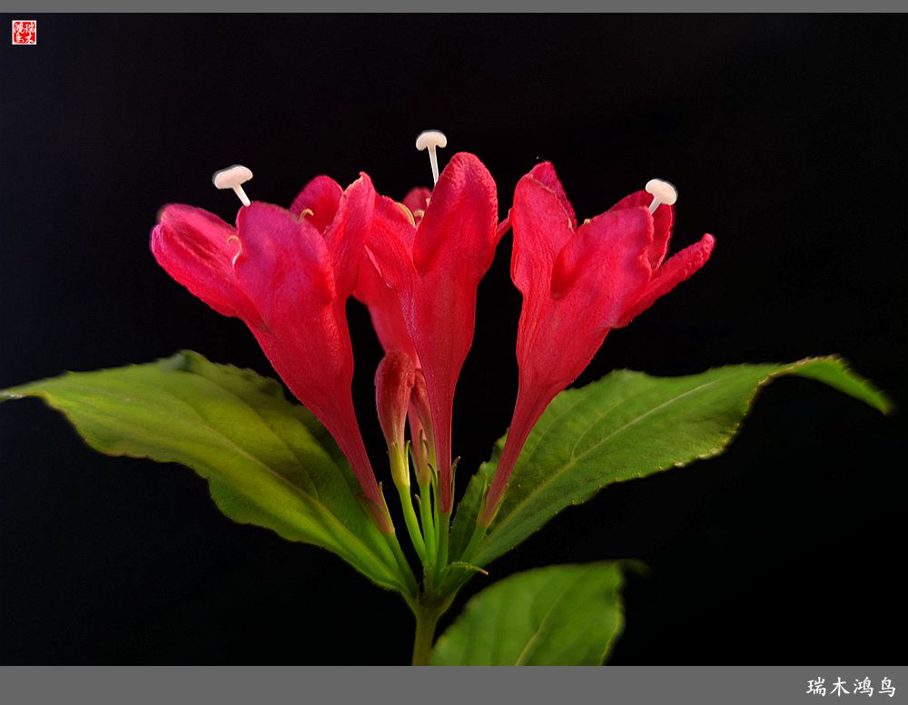 【2023之花季】红酒玫瑰锦带花