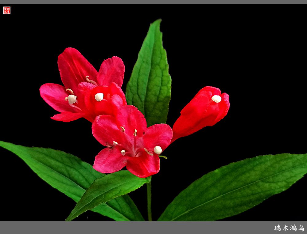 【2023之花季】红酒玫瑰锦带花