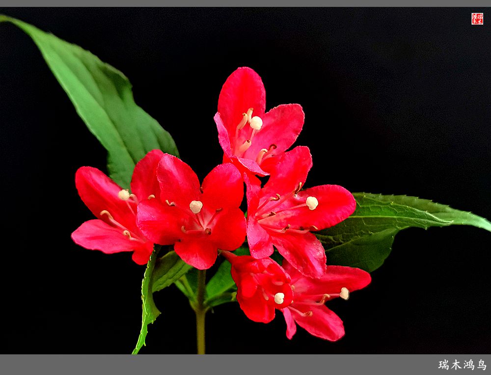 【2023之花季】红酒玫瑰锦带花