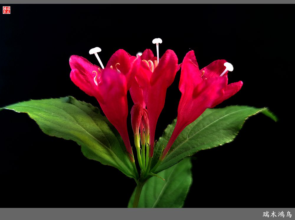 【2023之花季】红酒玫瑰锦带花