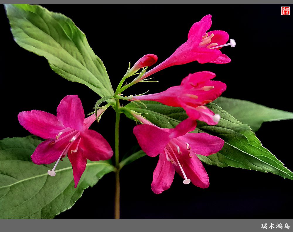 【2023之花季】红酒玫瑰锦带花