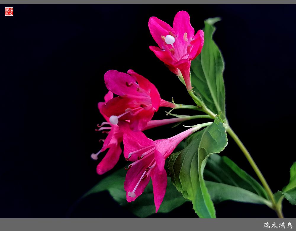 【2023之花季】红酒玫瑰锦带花