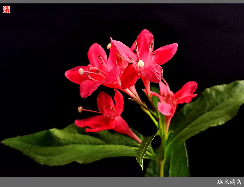 【2023之花季】红酒玫瑰锦带花