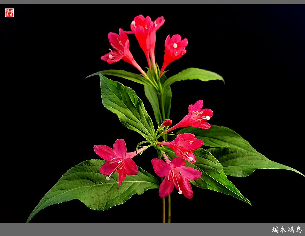 【2023之花季】红酒玫瑰锦带花