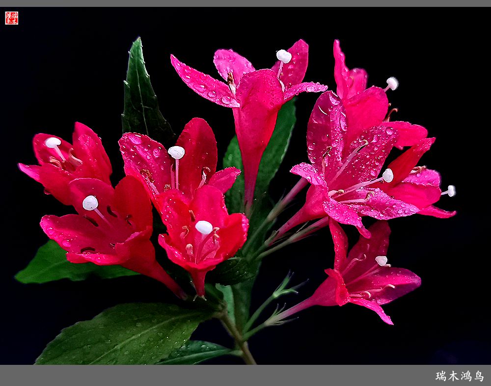 【2023之花季】红酒玫瑰锦带花