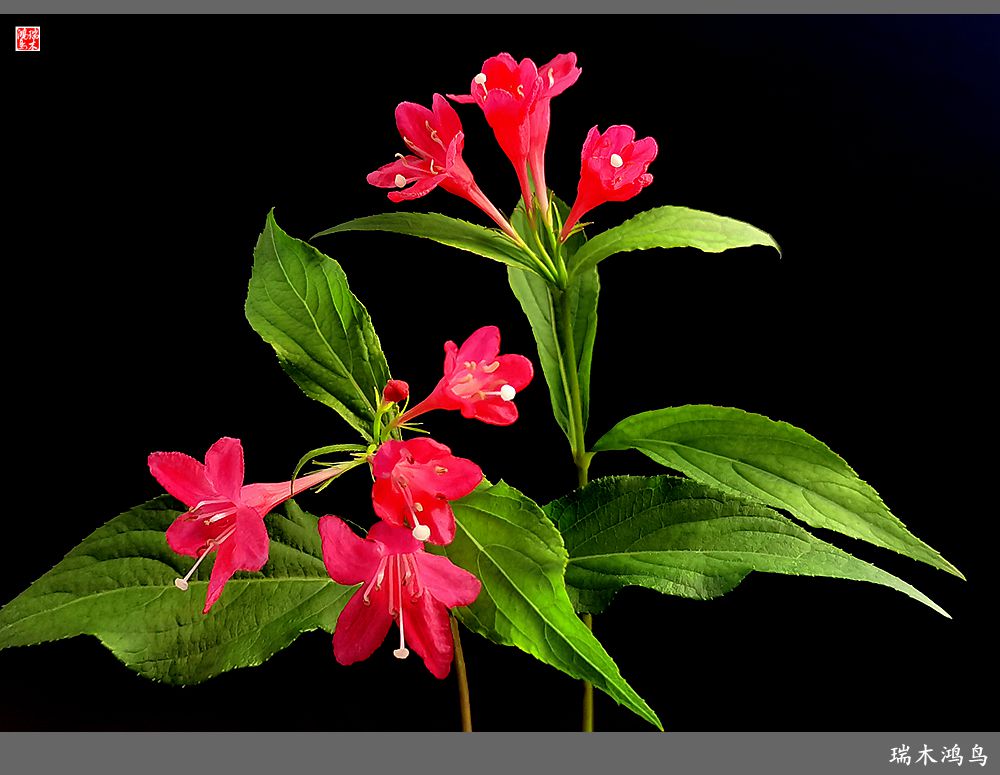 【2023之花季】红酒玫瑰锦带花