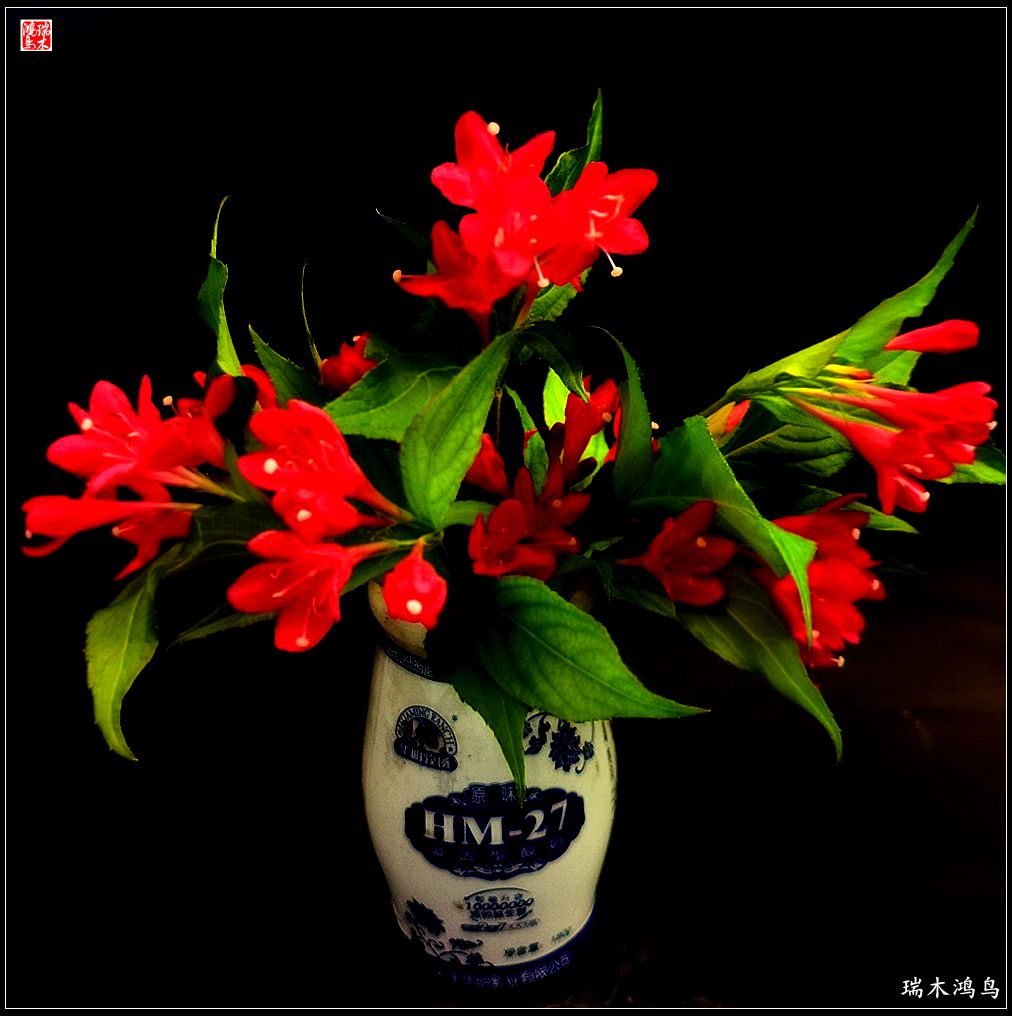 【2023之花季】红酒玫瑰锦带花