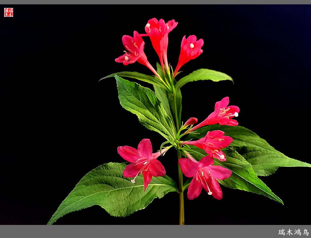 【2023之花季】红酒玫瑰锦带花