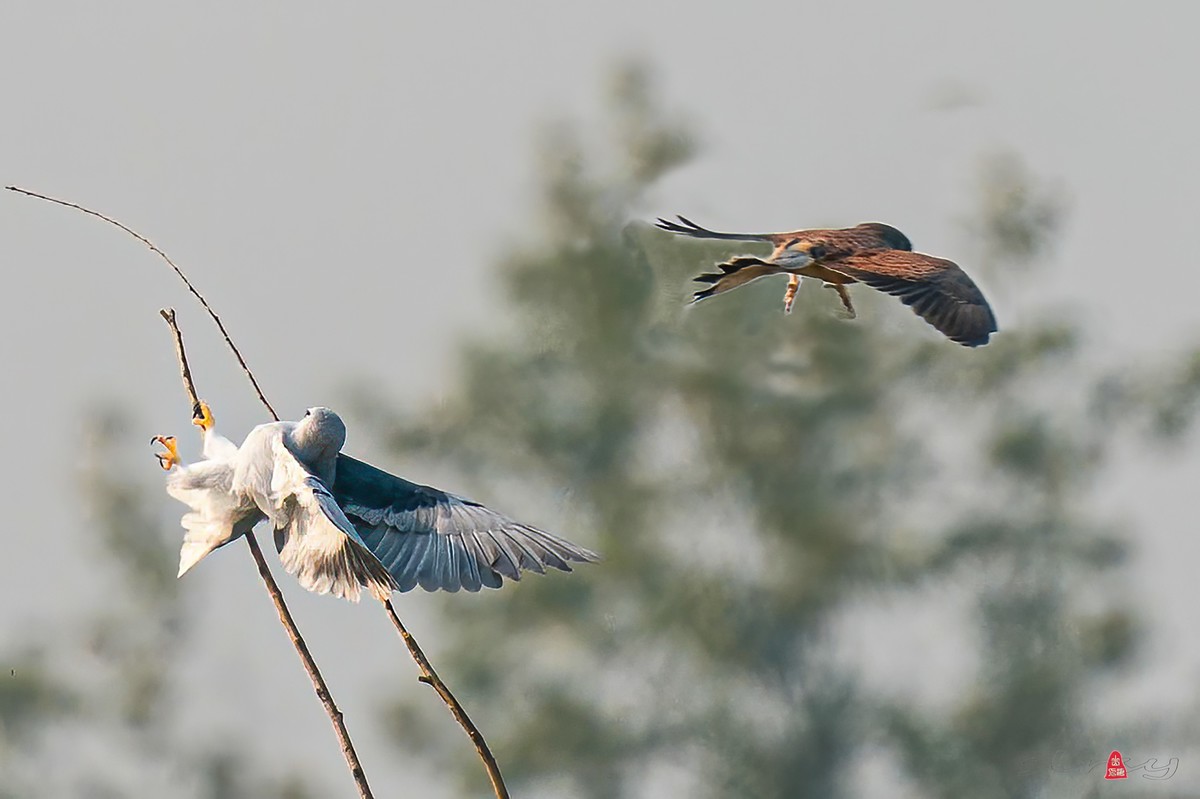 红隼与hel翅鸢空中博击-中关村在线摄影论坛