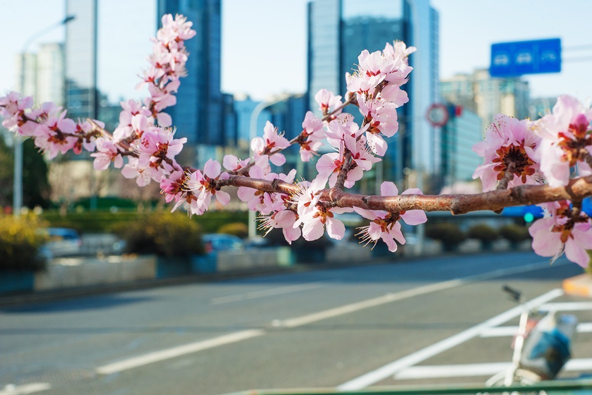 春回京城第二组