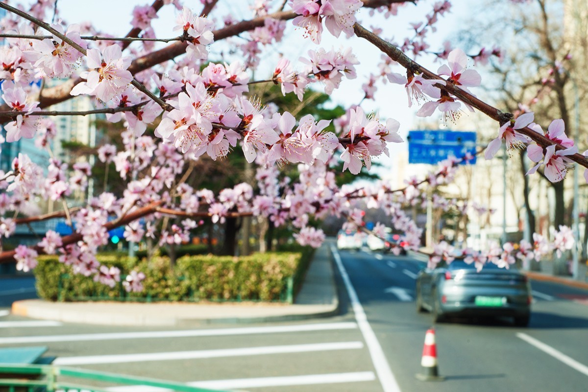 春回京城第二组