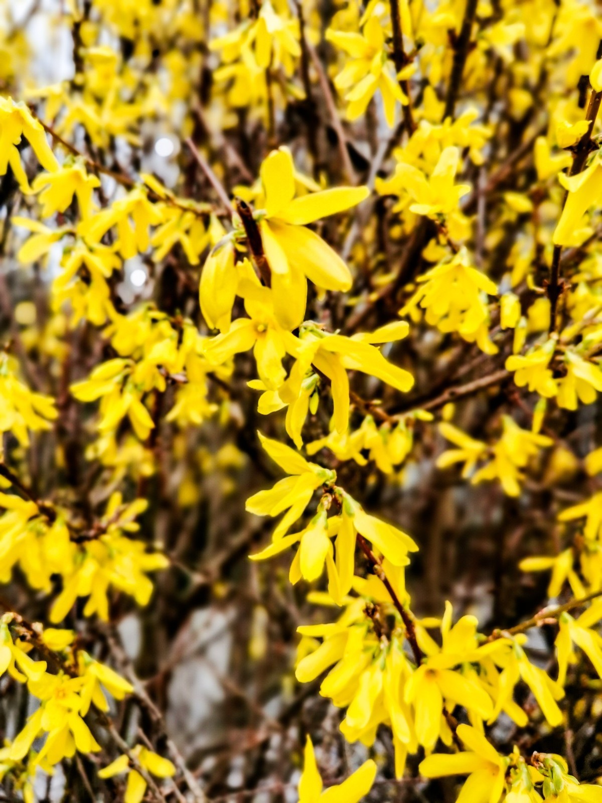 春花初现
