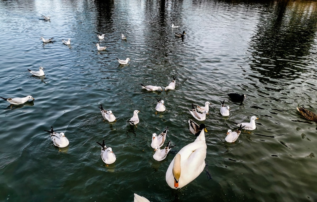 绿地80湖公园（瑞士）