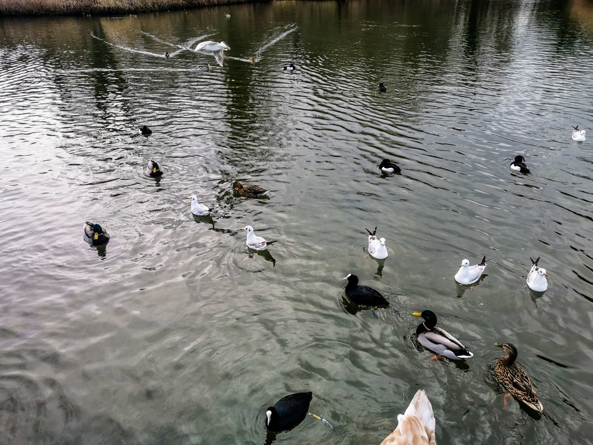 绿地80湖公园（瑞士）