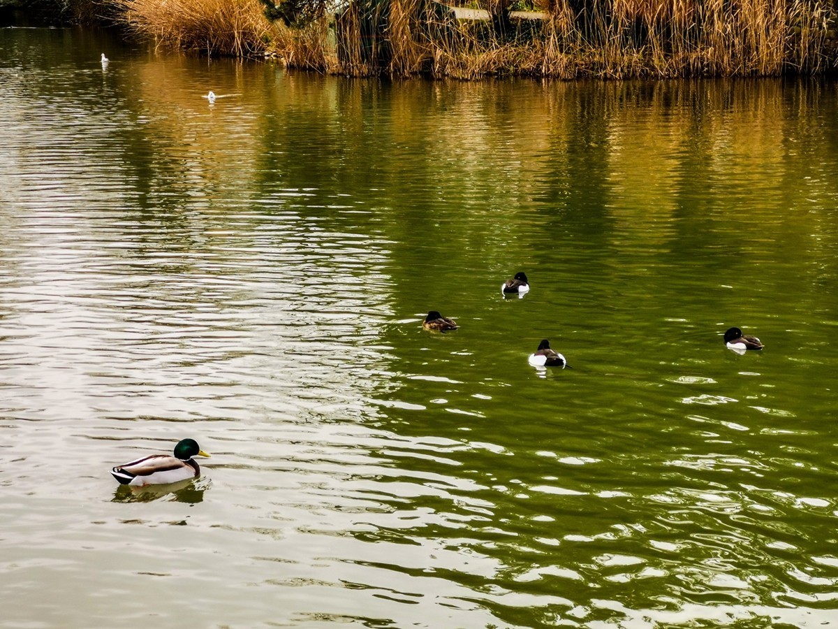 绿地80湖公园（瑞士）