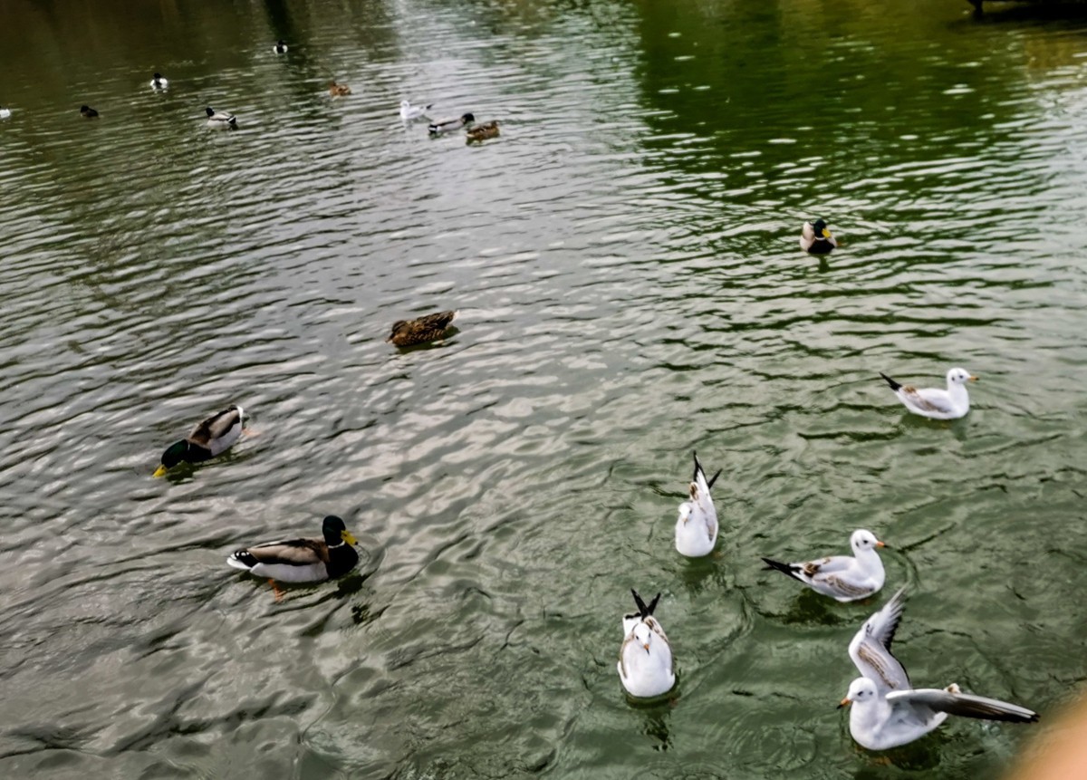 绿地80湖公园（瑞士）