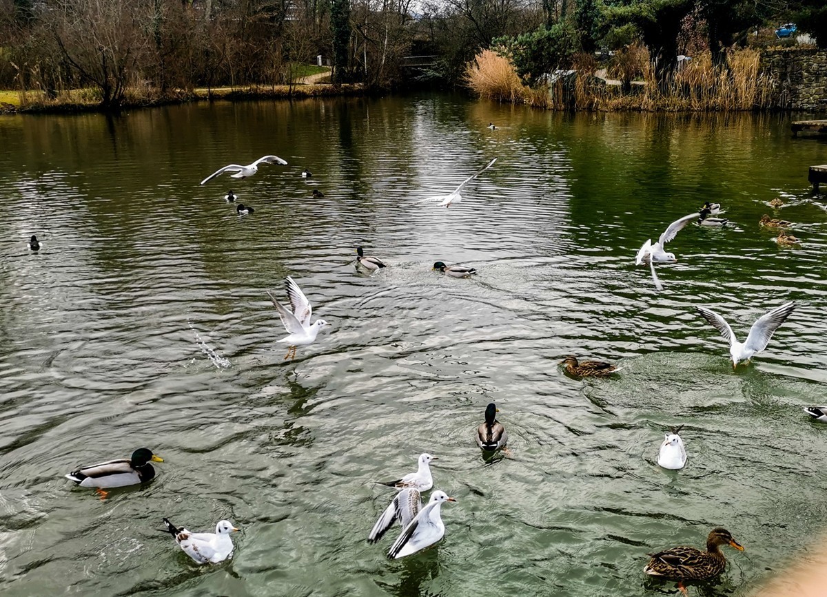 绿地80湖公园（瑞士）