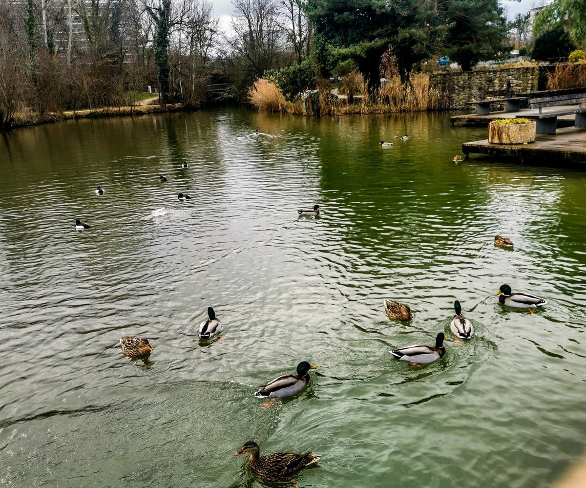 绿地80湖公园（瑞士）