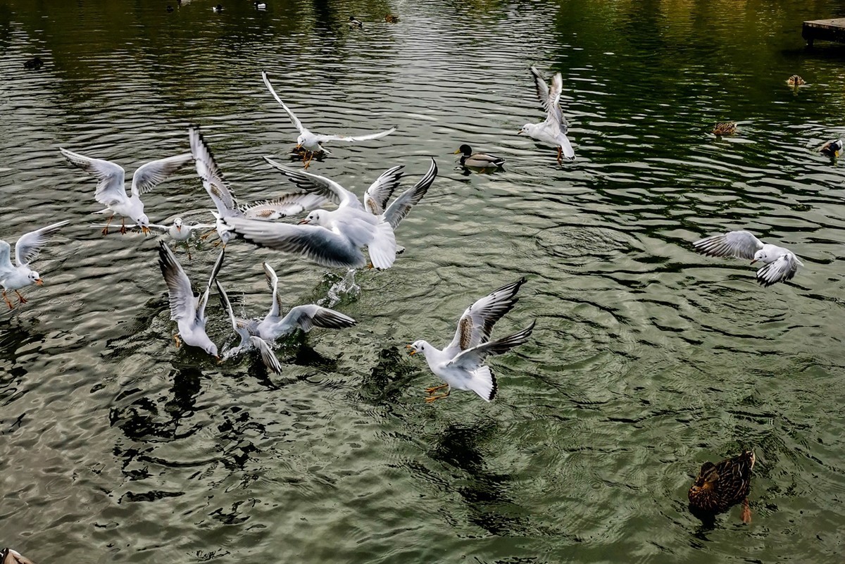 绿地80湖公园（瑞士）