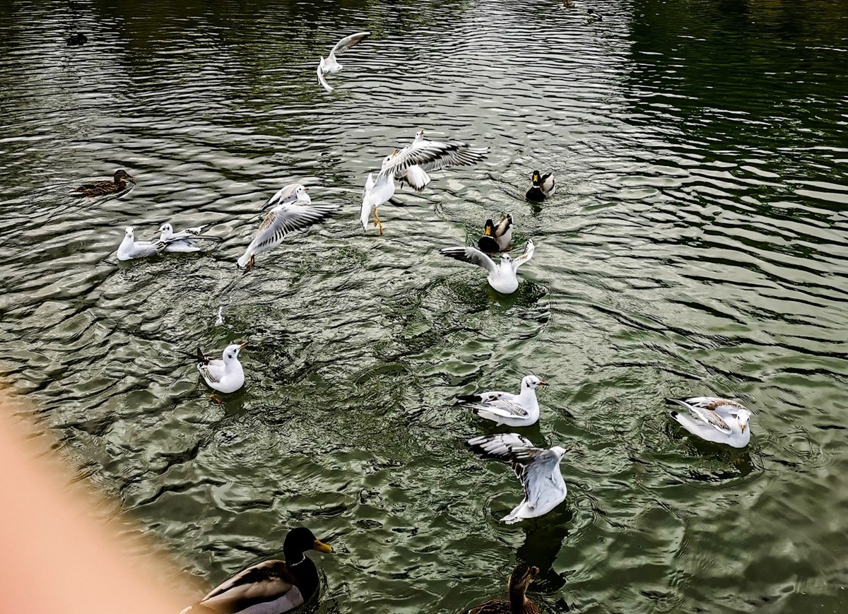 绿地80湖公园（瑞士）