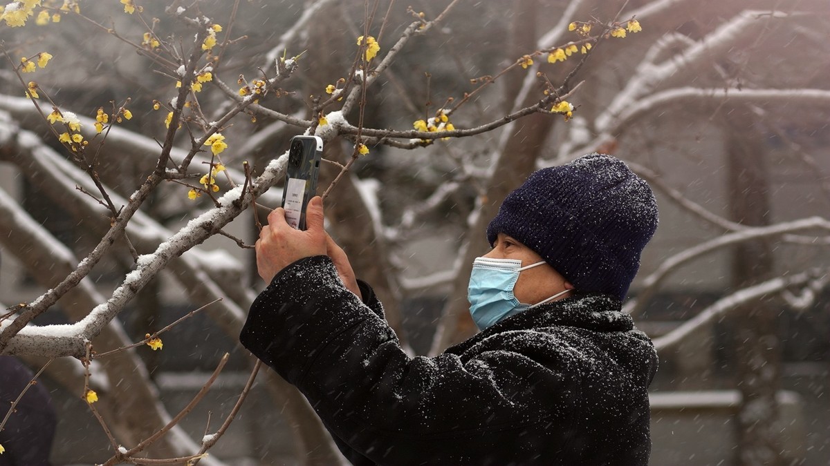 雪天拍腊梅