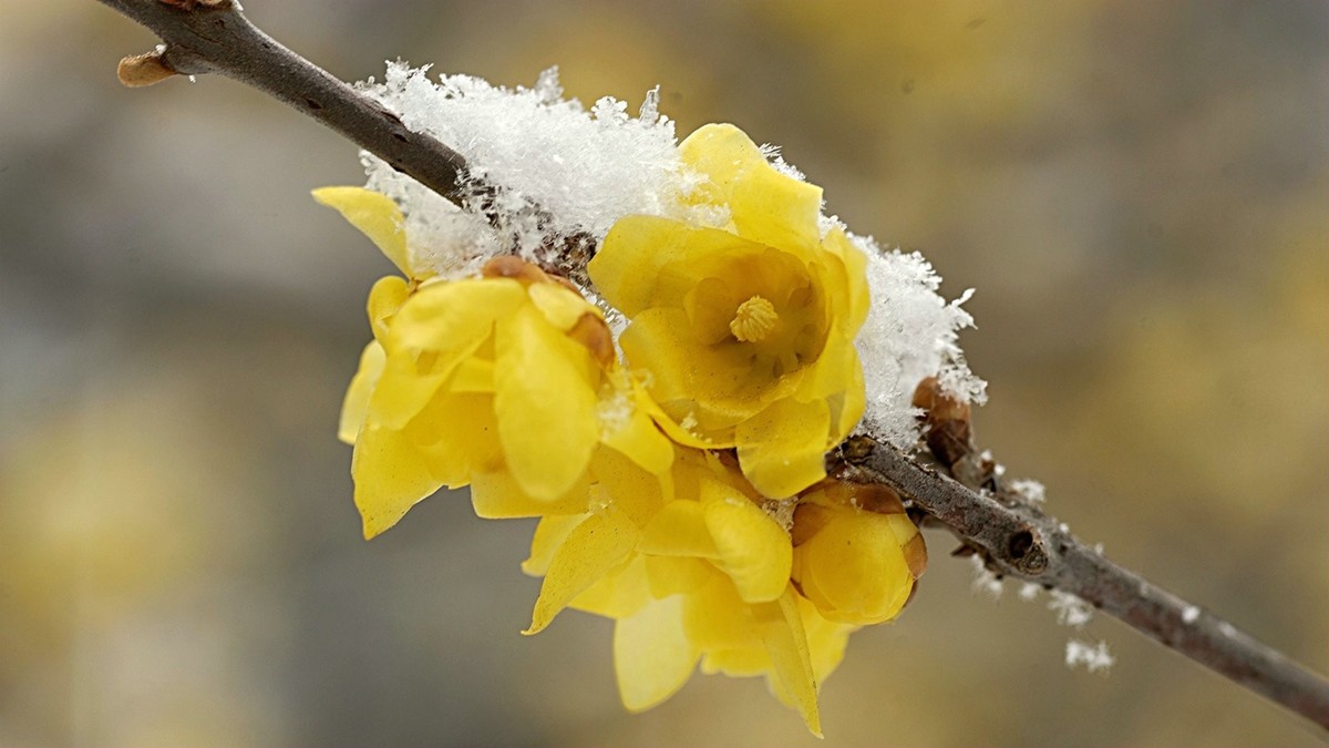 雪天拍腊梅