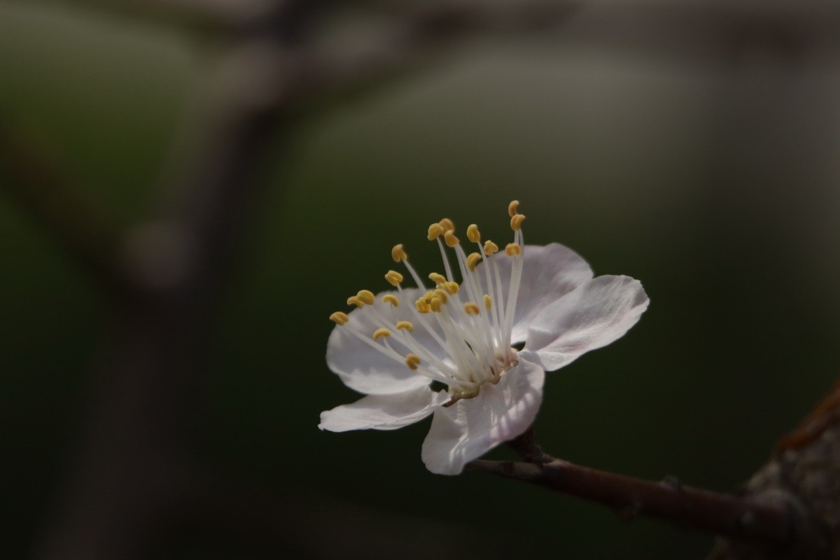 关东百花园（354）——杏花