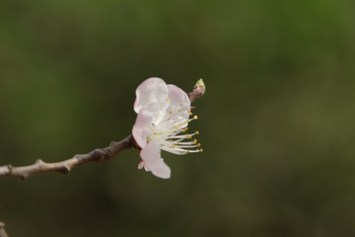关东百花园（354）——杏花