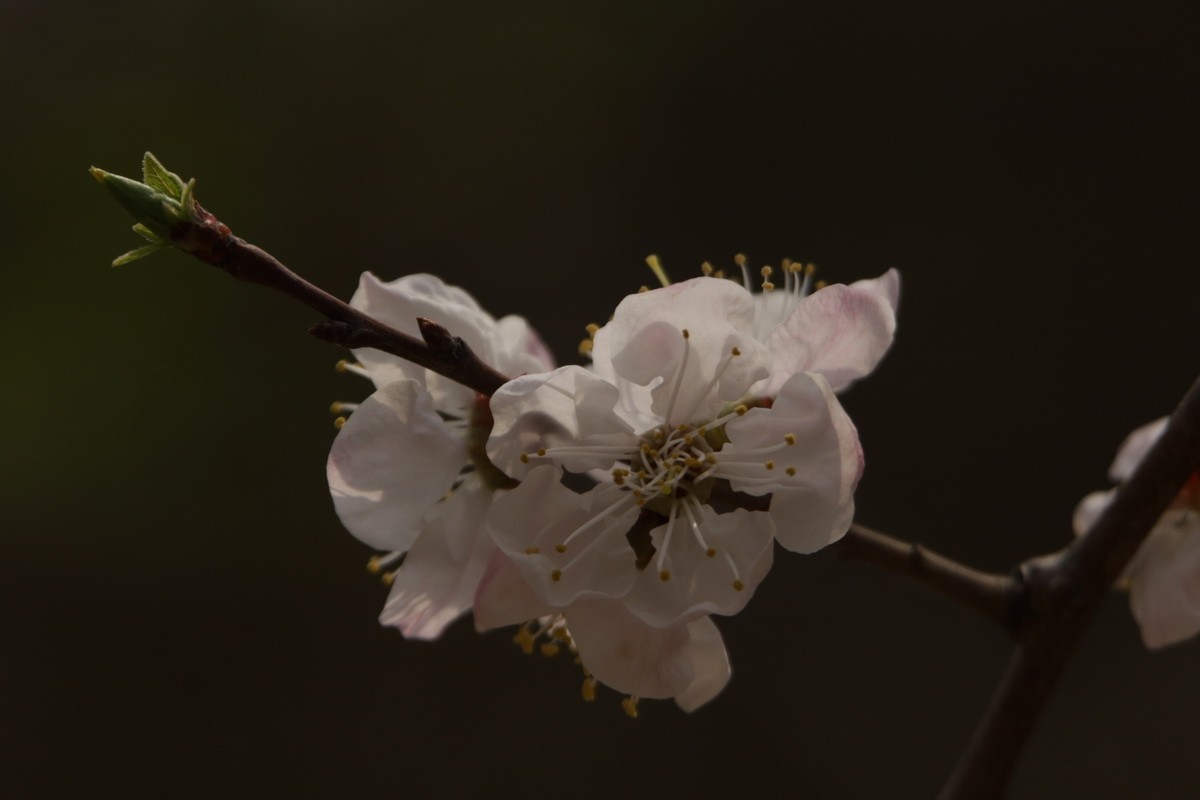 关东百花园（354）——杏花