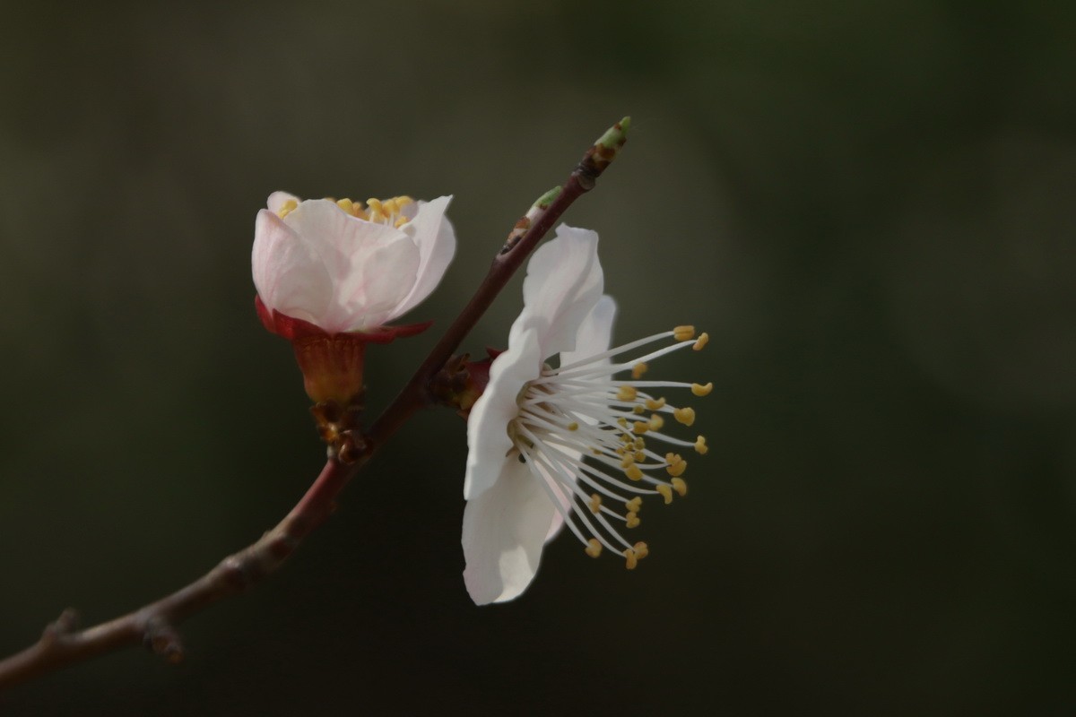 关东百花园（354）——杏花