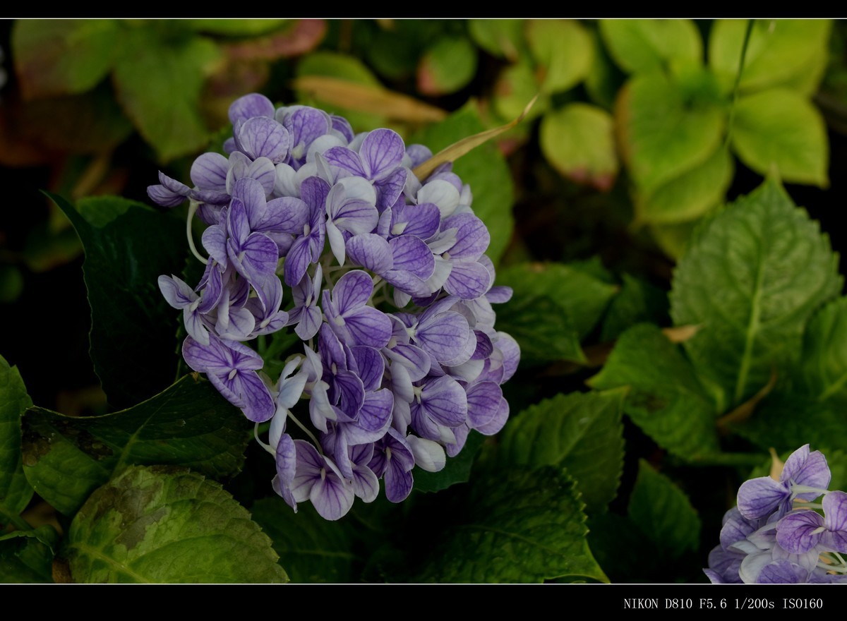 生态园拍花卉－绣球花 · 杜鹃花 · 朱蕉